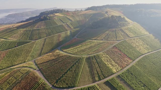 aerial view of vineyard in autum, colorful view of fields in valley Remstal in Germany