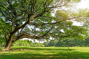 The greenery leaves branches of big Rain tree sprawling cover on green grass lawn under sunshine...