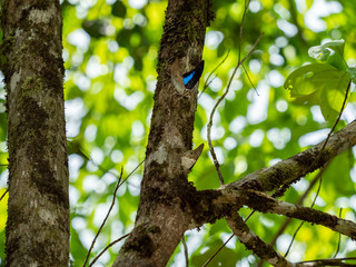 樹液を吸うルリオビタテハ