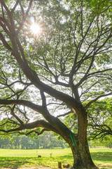 The greenery leaves branches of big Rain tree sprawling cover on green grass lawn under sunshine morning, plenty trees on background in the publick park