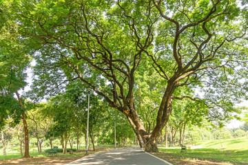 The greenery leaves branches of big Rain tree sprawling cover on asphalt pavement walkway and jogging track, green grass lawn under sunshine morning, plenty trees on background in the publick park
