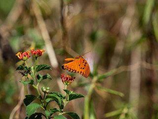 ヒョウモンドクチョウの飛翔
