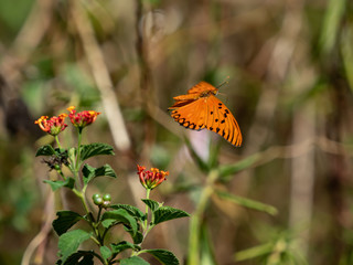 ヒョウモンドクチョウの飛翔