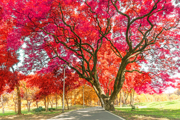 The big Rain trees plant with colorful leaves, pink orange and yellow leaf in autumn season under sunshine morning, on green grass lawn in a park