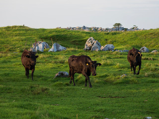 Landscape of Shikoku Karst in Japan