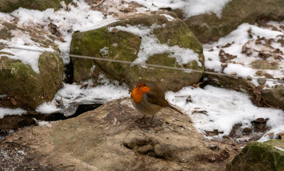 European robin on stone at winter