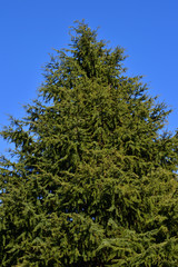 青空を背景にして、緑色の葉を茂らせている高い樹の梢を撮影した写真