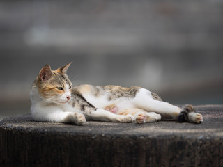 Japanese stray cat
