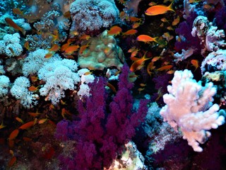 Naklejka na ściany i meble koral ryby morza czerwonego nurkowanie podwodne 