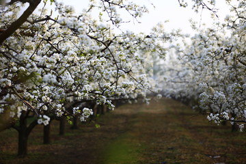 Blooming pear flower, very beautiful