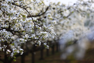 Blooming pear flower, very beautiful