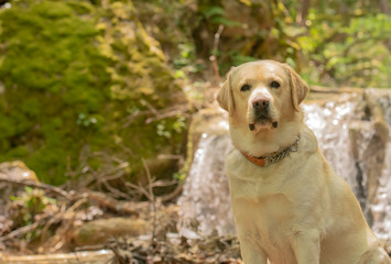 Labrador dog sitting in front of a waterfall.