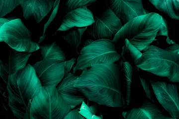 Foto op Canvas leaves of Spathiphyllum cannifolium, abstract green texture, nature background, tropical leaf © eakarat