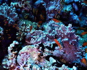 koral ryba morza czerwonego nurkowanie 