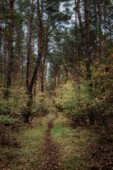 Pfad durch einen herbstlichen Naturwald