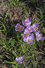 Fototapeta premium Krokus