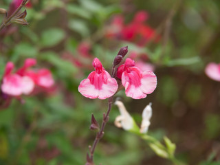 チェリーセージ_3