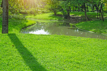Fresh green carpet grass yard, smooth lawn in a beautiful garden and good care landscaping, beside a curve long lake and trees under sunshine morning in a public park