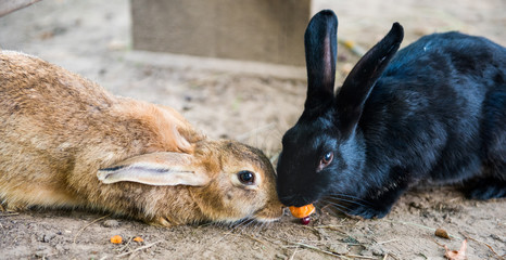 Two cute red and black easter rabbits eating carrot outside - Powered by Adobe