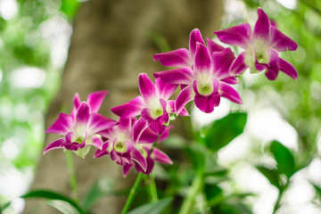 Bunch of pink petals Dendrobium hybrid orchid under green leafs tree on blurry background