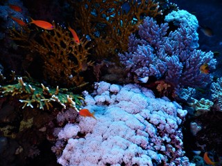 koral ryba morze czerwone nurkowanie 