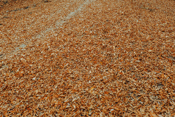 Red and orange autumn leaves background. On the street. The colorful image of fallen autumn leaves is perfect for seasonal use. Space for text.
