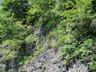 Natural picture of a mountain forest on a slope of a rocky hill under the rays of the sun that barely makes its way through the thick of the branches.