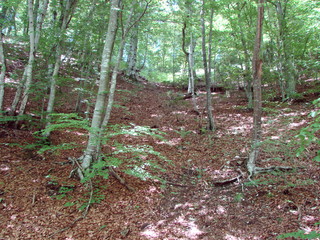Natural picture of a mountain forest on a slope of a rocky hill under the rays of the sun that barely makes its way through the thick of the branches.