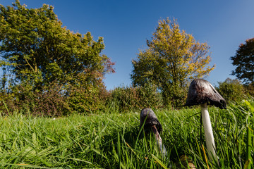 Pilze im Gras