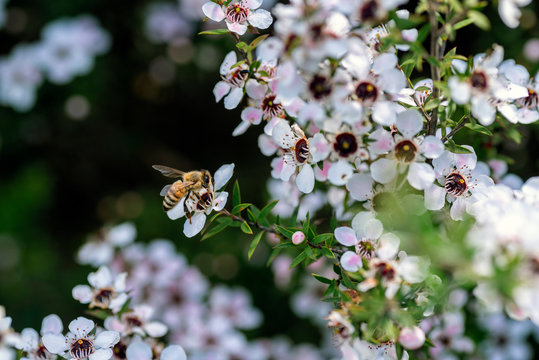 Honey bee on New Zealand Manuka flower
