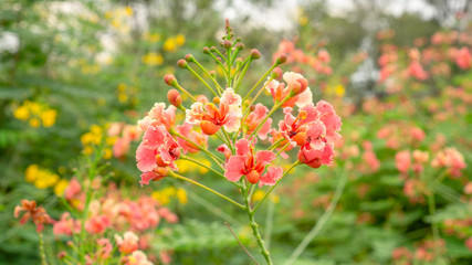 Bunch of orange petals Peacock's crest know as Pride of barbados or Flower fecne blooming on green leaves blurred background in a garden
