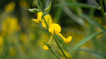 Fields of yellow petals Indian hemp on blurred leave background, know as Madras hemp or Sunn Crotolaria