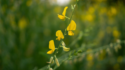 Fields of yellow petals Indian hemp on blurred leave background, know as Madras hemp or Sunn Crotolaria