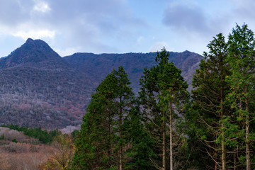 Obraz premium 箱根の山と杉