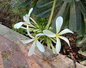 Frangipani flowers (Plumeria flowers) blooming on green leaves is a perennial plant in the family of Apocynaceae or Family Frangipani. There are many types.