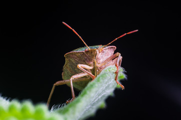 The bug the green tree shield Palomena prasina sits on the leaf