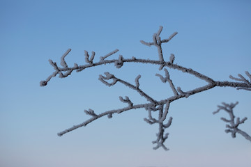 Frosted branch across blue sky