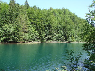 The incredible natural beauty of a clear forest lake surrounded by dense evergreen trees.
