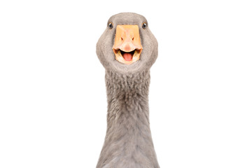 Portrait of a funny pretty goose, closeup, isolated on white background - obrazy, fototapety, plakaty