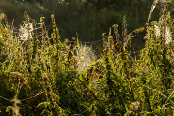 Krajobraz i natura Podlasia, Rzeka Narew, Polska © podlaski49