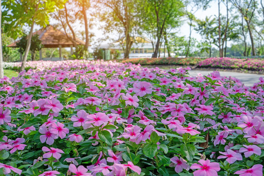 Pink West Indian perwinkle petals on green glossy oval leafs under the trees in the park that decorate with flowering plant, known as Madagascar periwinkle, Pinkle-pinkle, Old maid and cayenne jasmine