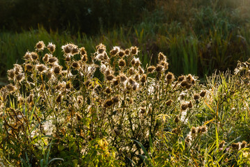 Krajobraz i natura Podlasia, Rzeka Narew, Polska © podlaski49