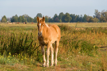 Krajobraz i natura Podlasia, Rzeka Narew, Polska © podlaski49
