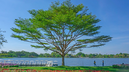 Big tree on garden of green grass lawn and red flowering plant, two people standing in shading, white duck boat beside a blue lake and plenty trees on background under clear blue sky