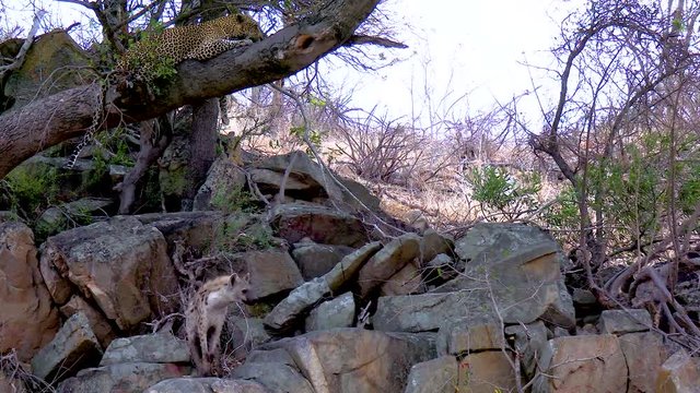 A Leopard rests in a tree while the curious Hyena searches for food.