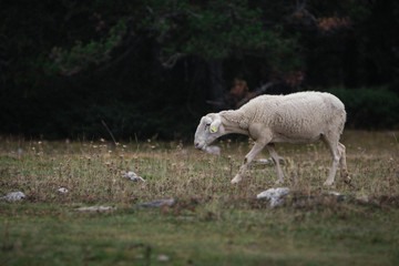 Obraz premium Una oveja caminando por la montaña.