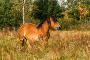 Krajobraz i natura Podlasia, Rzeka Narew, Polska © podlaski49