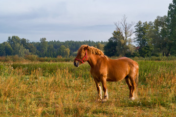 Krajobraz i natura Podlasia, Rzeka Narew, Polska © podlaski49