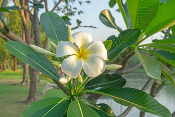 Obraz na płótnie Canvas A bunch of beautiful white and yellow petals Plumeria blooming on green leaves, beside the lake in a park, know as another name are Temple tree, Frangipani, Graveyard tree