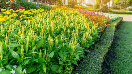 A garden of yellow Wool flower, yellow marigold and colorful flowering in a green leaf of Philippine tea plant border under sunlight morning, landscape design in public park